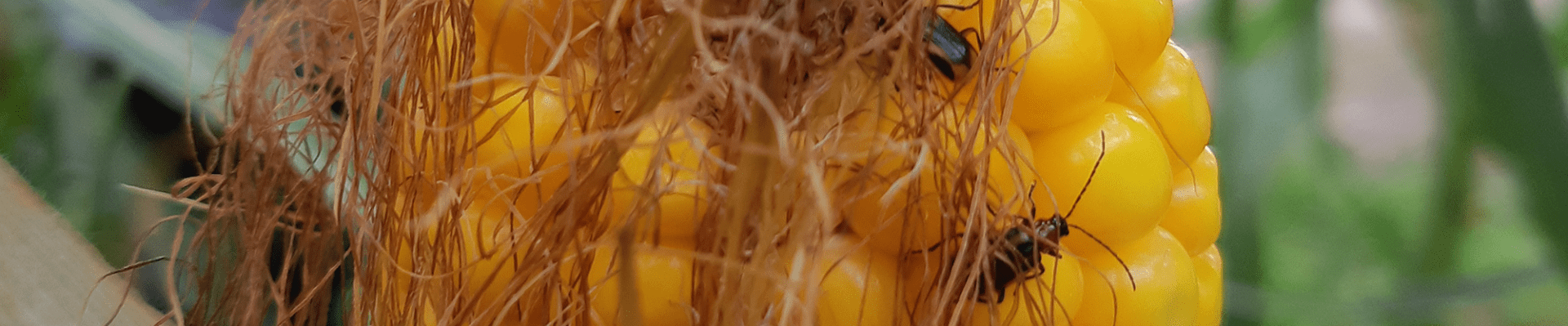Chrysomèles sur maïs